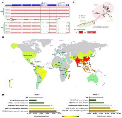 Over-Expression of HDA710 Delays Leaf Senescence in Rice (Oryza sativa L.)